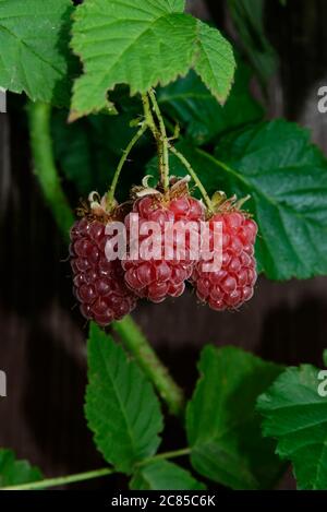 tre bacche di taybacche in primo piano - frutta matura rossa sul gambo Foto Stock