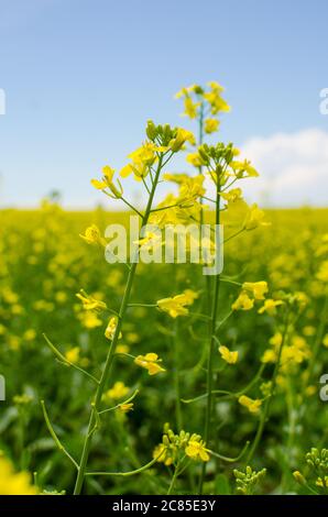 Vivace fiore giallo canola in piena fioritura nella campagna Manitoba - primo piano Foto Stock