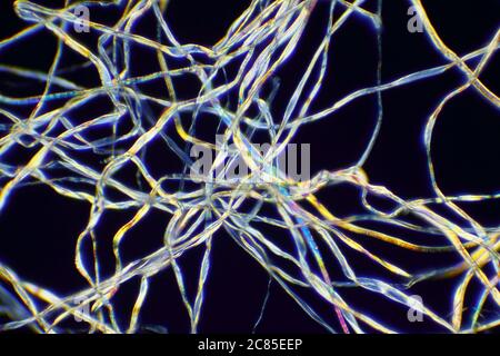 Vista microscopica di fibre di cotone. Luce polarizzata, polarizzatori incrociati. Foto Stock