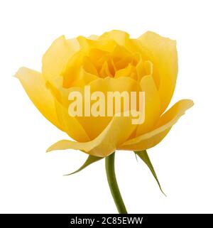 Rosa gialla fiore isolato su sfondo bianco Foto Stock