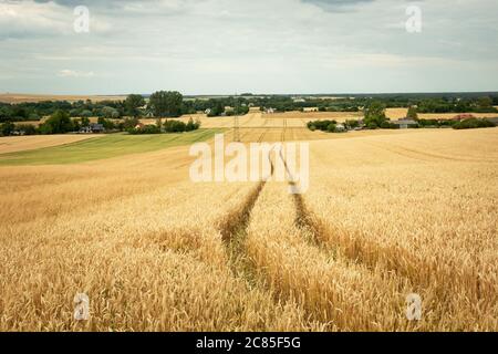 Segni delle ruote in grani dorati e insediamenti rurali all'orizzonte, vista estiva Foto Stock