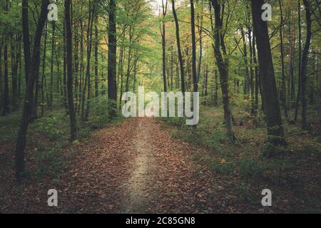 Il percorso attraverso la foresta verde scuro, vista autunno Foto Stock