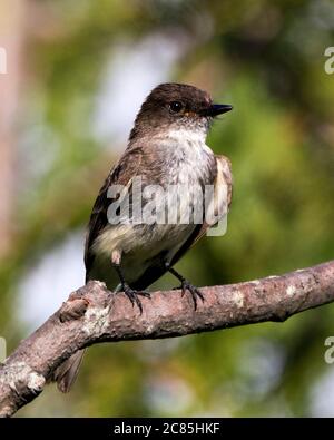 Vista ravvicinata del profilo di Swallow, arroccato su un ramo che mostra piumaggio marrone con sfondo verde sfocato nel suo habitat Foto Stock