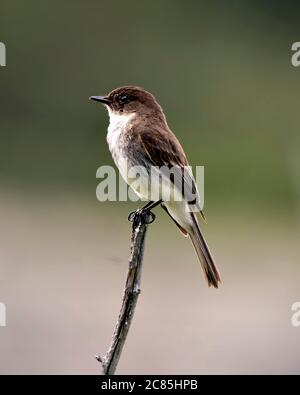 Vista ravvicinata del profilo di Swallow, arroccato su un ramoscello che mostra un piumaggio di piuma marrone con sfondo sfocato nel suo habitat e envi Foto Stock