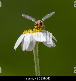 Immagine macro di Marmalade Hoverfly (Episyrphus balteatus) Foto Stock