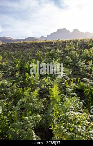 Un prato pieno di piccole felci con Cathkin Peak e Sterkhorn Mountains in lontananza, nelle montagne Drakensberg, Sudafrica, Foto Stock
