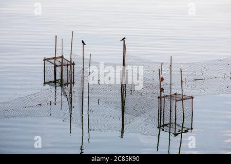 La deglutina è appollaiata su una rete per catturare i pesci in mare. Foto Stock