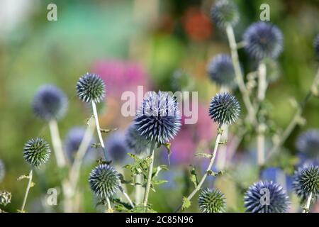 Primo piano dei fiori blu metallizzati del rito di Echinops visto fiorire nel giardino la mattina presto in luglio. Foto Stock