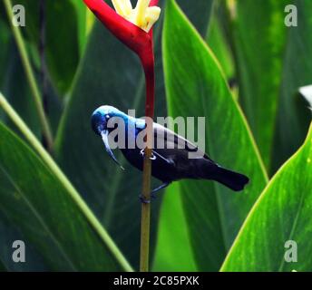 Uccello di Loten maschio o uccello di sunbird Long-fatturato Foto Stock