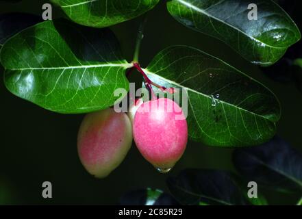 Caranda di ciliegia o carissa dell'India Foto Stock