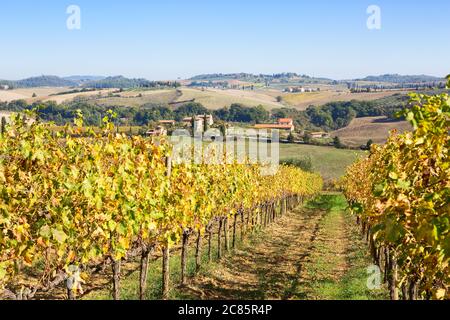 Panorama panoramico della Toscana con vigneti in autunno, Italia. Mettere a fuoco in primo piano. Foto Stock