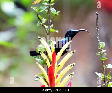 Uccello di Loten maschio o uccello di sunbird Long-fatturato Foto Stock