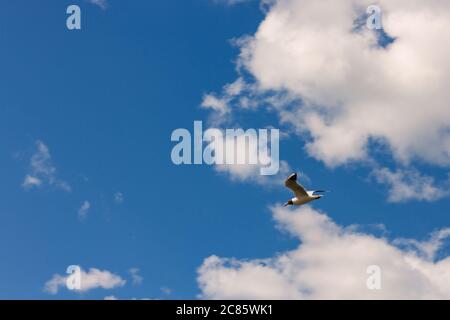 Gabbiano a testa nera (Chromicocephalus ridibundus) che vola su un cielo azzurro e nuvoloso sullo sfondo Foto Stock