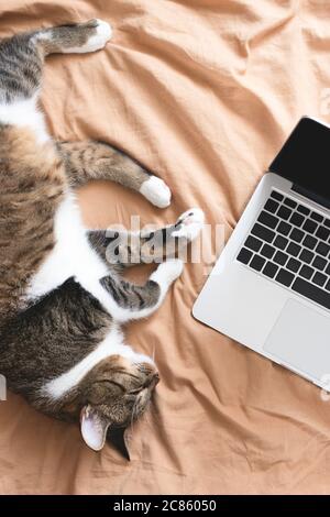 Gatto grigio tabby dormendo sul letto vicino al computer portatile. Concetto di lavoro da casa. Foto Stock