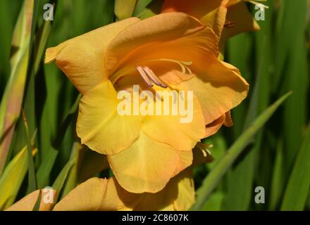 Fiore giallo gladioli. Foto Stock