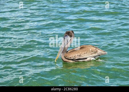 Pelican nel Golfo del Messico godendo il surf e il sole Foto Stock