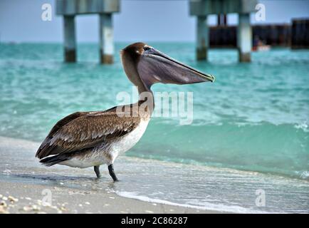 Pelican nel Golfo del Messico godendo il surf e il sole Foto Stock