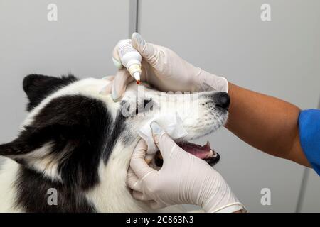 Veterinario gocciolamento medicina negli occhi del cane. Foto Stock