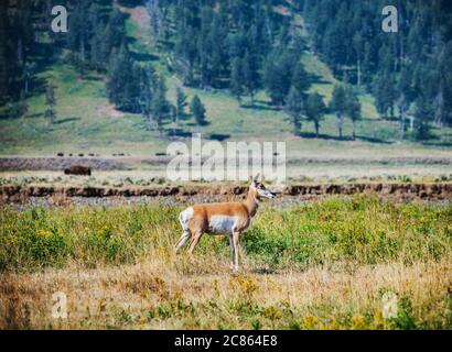 Cervo nella valle di Lamar, Parco Nazionale di Yellowstone, wyoming Foto Stock