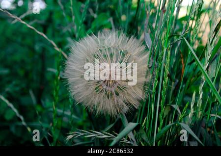 Tarassaco semi nella luce del sole di mattina di soffiatura attraverso un nuovo sfondo verde Foto Stock