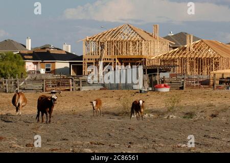 Manor, Texas USA, 7 novembre 2005: Le mucche pascolano in un campo tra Manor e Austin, mentre la costruzione di una nuova casa appare sullo sfondo. La crescita esplosiva continua nell'area metropolitana di Austin mentre i datori di lavoro si riversano nel Texas centrale e nel suo stile di vita desiderabile. ©Bob Daemmrich Foto Stock