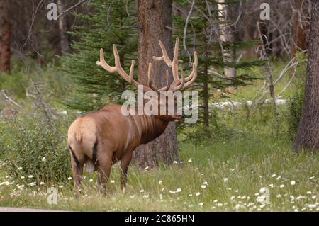 Banff National Park, Alberta Canada, agosto 2005: Alci maturi avvistati lungo la Bow Valley Parkway sulla strada per Lake Louise nel Parco Nazionale di Banff. ©Bob Daemmrich Foto Stock