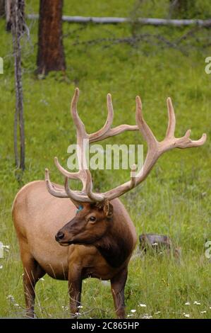 Banff National Park, Alberta Canada, agosto 2005: Alci maturi avvistati lungo la Bow Valley Parkway sulla strada per Lake Louise nel Parco Nazionale di Banff. ©Bob Daemmrich Foto Stock