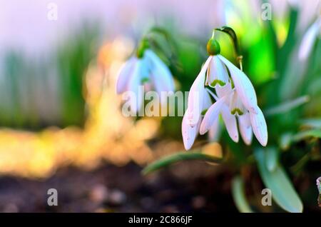 Gocce di neve bianche in giardino durante la primavera in Transilvania. Foto Stock