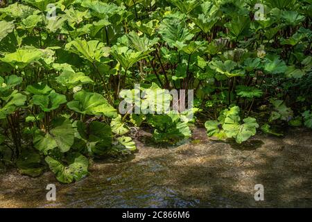 Il butterbur, una pianta medicinale che cresce lungo le rive del fiume Foto Stock