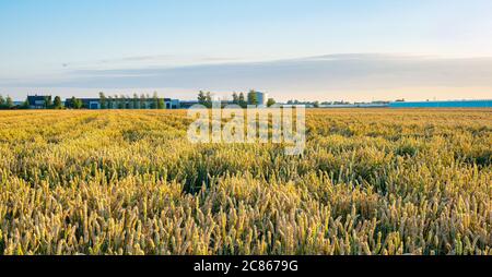 Campo di grano con fattoria e silo all'orizzonte. Cereali di maturazione. Foto Stock