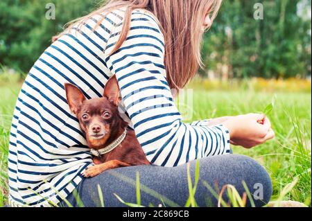 Occhi attenti di piccolo giocattolo marrone-terrier. Ragazza che tiene il cane sulle mani seduta su erba verde del parco estivo. Immagine orizzontale esterna multicolore. Foto Stock