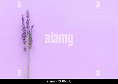 Modello lavanda. Fiori viola visti dall'alto su sfondo viola Foto Stock