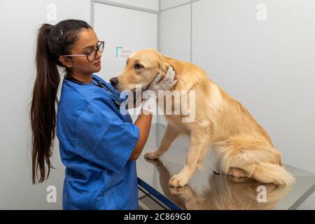 Veterinario ispanico che esamina un cane. Foto Stock