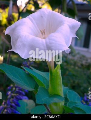 La Datura stramonium, conosciuta con i nomi comuni di mela di spina, jimsonweed o il serpente del diavolo, è una pianta della famiglia dell'ombra notturna. La sua probabile origine era in America centrale ed è stata introdotta in molte regioni del mondo. Si tratta di un'erbaccia aggressiva invasiva in climi temperati in tutto il mondo foto da Bill belknap Foto Stock