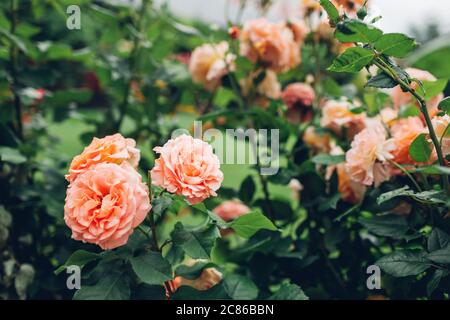 Belle rose arancioni fioriscono nel giardino estivo. Fiori freschi in fiore che crescono nel parco Foto Stock