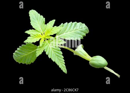 Giovane pianta di cannabis isolata su sfondo nero. Foto Stock