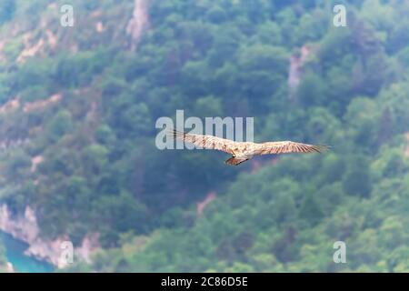 Griffon Vulture (Gyps fulvus) che scivola sulla gola di Verdon, Alpi dell'alta Provenza, Provenza, Francia. Europa, Foto Stock