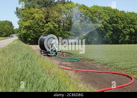 Campo di tulipani con testa tulipani per consentire alle lampadine di crescere meglio. L'acqua viene spruzzata in un campo a causa della siccità in primavera con un trattore. Olanda Foto Stock