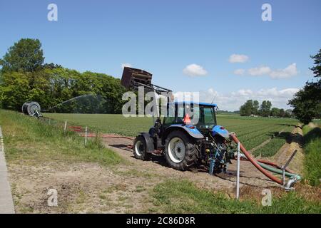 Campo di tulipani con testa tulipani per consentire alle lampadine di crescere meglio. L'acqua viene spruzzata in un campo a causa della siccità in primavera con un trattore. Olanda Foto Stock