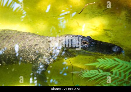 Coccodrillo-alligatore che riposa in acqua Foto Stock