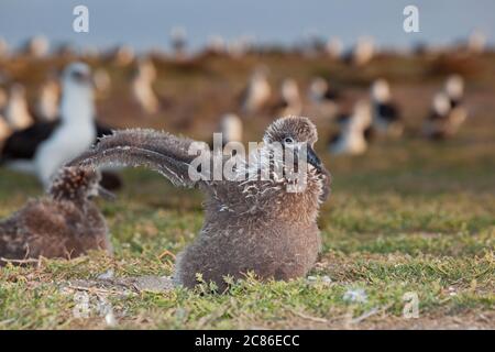 Cazzo albatross dal piede nero, Phoebastria nigripes (in precedenza Diomedea nigripes), esercita le sue ali, con albrosses Laysan in background, Sand Isl Foto Stock