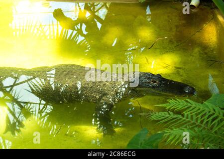 Coccodrillo-alligatore che riposa in acqua Foto Stock