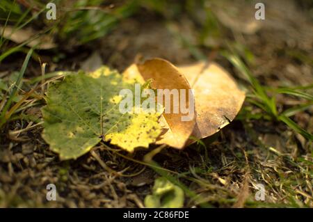 Foglie d'autunno sull'erba scattata in Florida USA Foto Stock