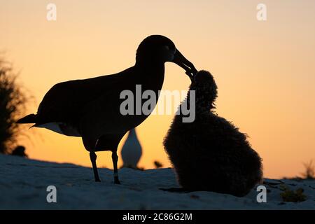 Albatross dai piedi neri, nigripi di Phoebastria, cazzo che chiede il genitore di essere nutrito al tramonto, Sand Island, Midway Atoll National Wildlife Refuge, USA Foto Stock