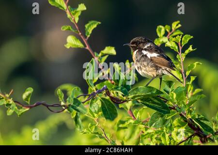 Stonechat Saxicola europea rubicola arroccata su cespugli linea o Seixo Mugardos Galizia Spagna Foto Stock