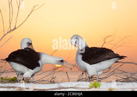 Albatross di Laysan, Phoebastria immutabilis, danza di corte al tramonto, isola di sabbia, rifugio naturale nazionale dell'Atollo di Midway, Papahanaumokuakea MNM, USA Foto Stock