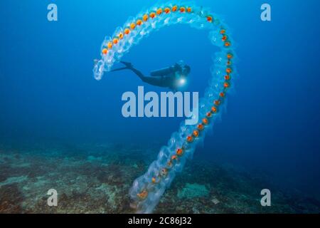 Una catena di Salps, Salpa sp., su Monad Shoal al largo Malapascua Island nelle Filippine. Foto Stock