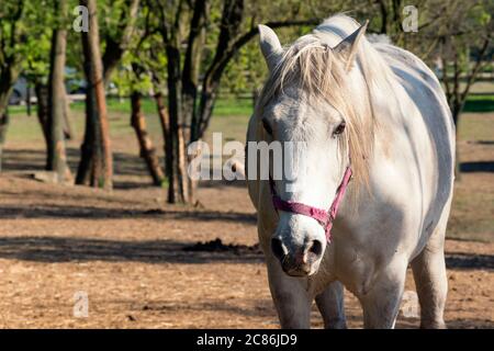 Cavallo bianco guardando la macchina fotografica. Solo cavallo allevato sul pascolo. Stallone in piedi in prato vista frontale ritratto. Animale forte e potente fuori. Gola Foto Stock