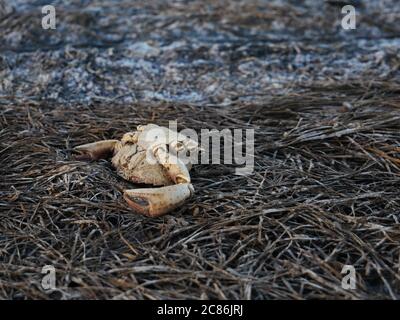 Granchio morto sulla spiaggia a causa della siccità e del riscaldamento globale Foto Stock