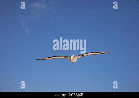 Albatross di Laysan, Phoebastria immutabilis, che sorvola Sand Island, Midway Atoll National Wildlife Refuge, Papahanaumokuakea Marine National MNM, USA Foto Stock